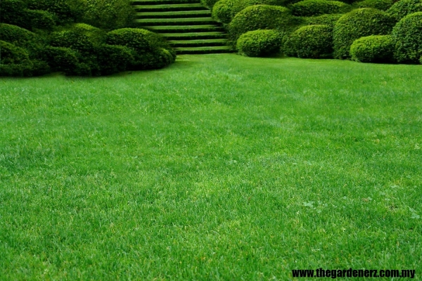 Landscape Design & Pave SOD Service Kuala Lumpur 