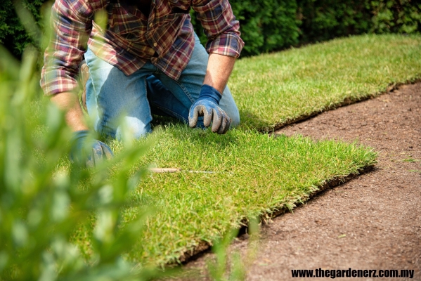  Grass Planting Service Kuala Lumpur 