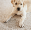 Pet Urine Removal Treatment Mattress Cleaning Services