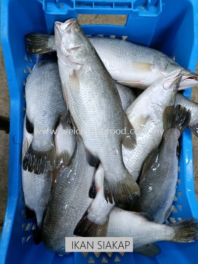 Ikan Siakap