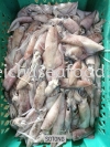 Sotong Fresh Squid