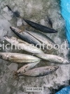 Ikan Sardine Fresh Fish