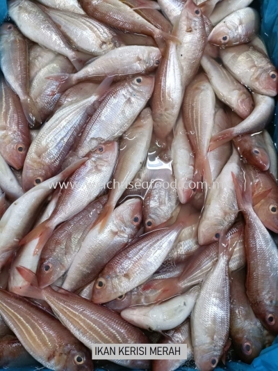 Ikan Kerisi Merah