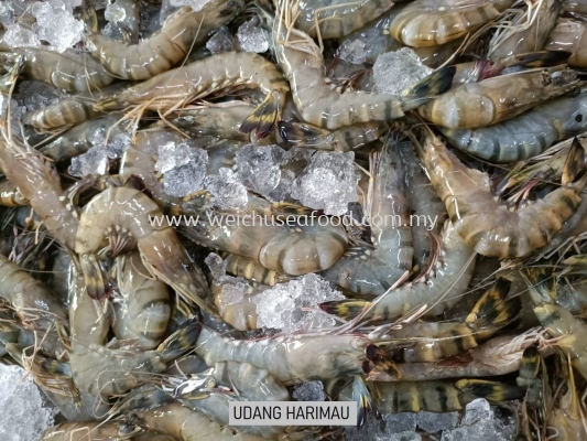 Udang Harimau