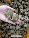 Kerang Batu Hidup Fresh Clam