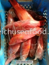 Ikan Nanas Merah Fresh Fish