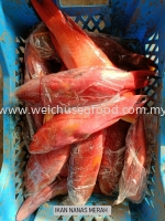 Ikan Nanas Merah