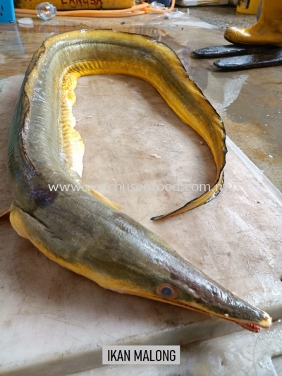 Ikan Malong