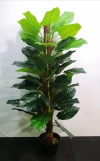 5ft Cadalium plant AP213 floristkl (Rent Available) Artificial Plant (Sell & Rent)