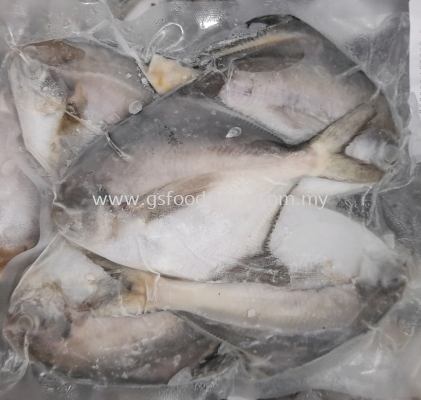 Sabah White Pomfret 50/100 ɳͰ 5pcs (300g)