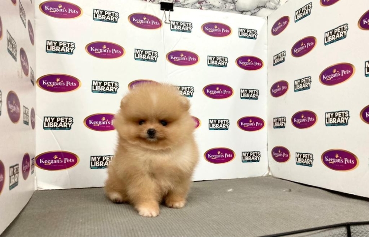 Pomeranian - Cream (Female)