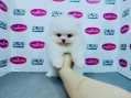 Pomeranian White - Female