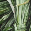 Vetiver (Haiti) Raw Materials Raw Material