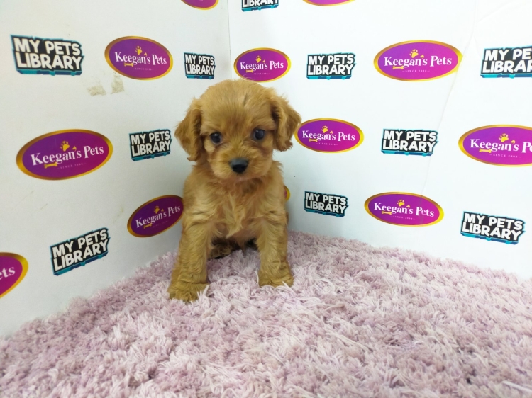 Cavapoo - Brown (Male)