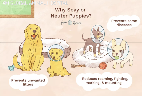 Sterilisation (Neutering of Dog and Cat)