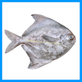 Chinese Pomfret (Sekinchan)