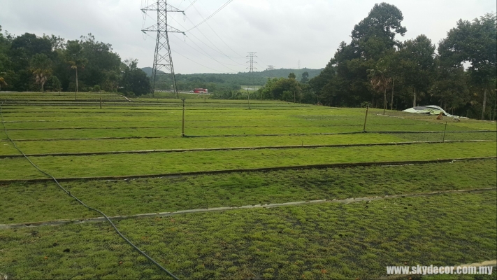 Kontraktor Tanam Rumput Karpet Yang Sebenar Kluang