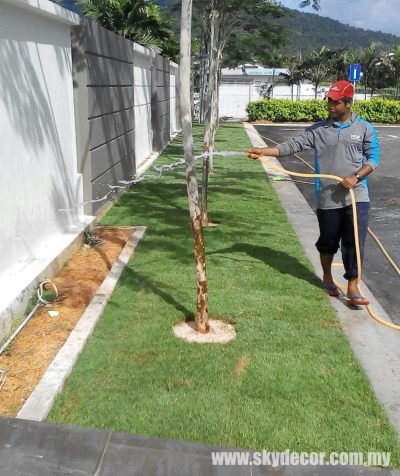Kontraktor Tanam Rumput Karpet Yang Sebenar Johor Bahru
