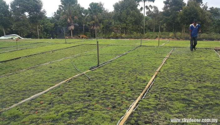 Kontraktor Tanam Rumput Karpet Yang Sebenar Kluang