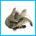 Black Tiger Prawn