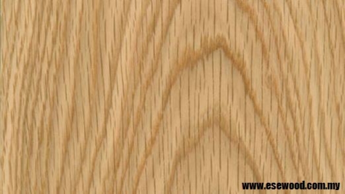 American White Oak