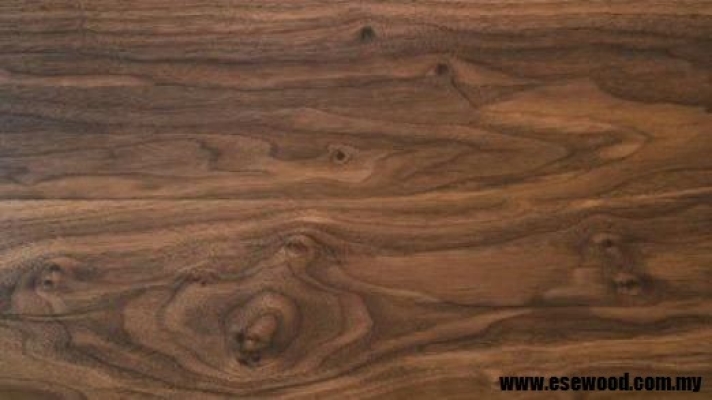 American Walnut