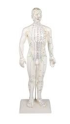 V.5 [MALE] ACUPUNCTURE MODEL 人体针灸模型 （男）