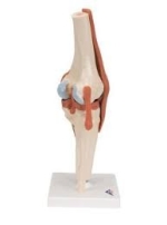 V.20 KNEE JOINT ϥģ