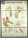 W.4 FOOT AND ANKLE JOINT CHART 足和踝关节解剖与创伤挂图 W. Charts 挂图