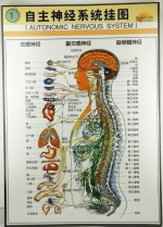 W.7 AUTONOMIC NERVOUS SYSTEM ϵͳͼ