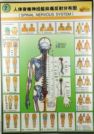 W.8 SPINAL NERVOUS SYSTEM 弹׵鷴ֲͼ