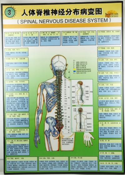 W.9 SPINAL NERVOUS DISEASE SYSTEM 弹׵񾭷ֲͼ