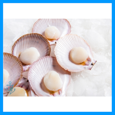 Half Shell Scallop