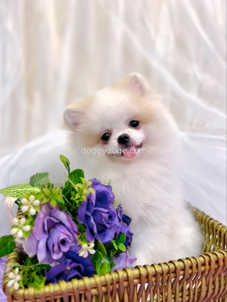 Pomeranian Original Cutting