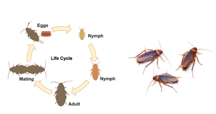 Cockroach Control (1)