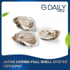 JAPAN Harima Full Shell Oyster Scallop / Squid / Shell Seafood