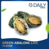 Green Abalone 15-20gm (LIVE) Scallop / Squid / Shell Seafood