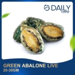 Green Abalone 20-30cm (LIVE)