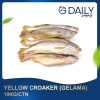 Yellow Croaker (Gelama) Fish