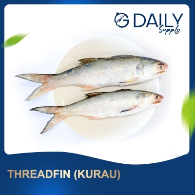 Threadfin (Kurau)