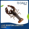 Boston Lobster (LIVE) Crab / Prawn