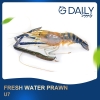 Fresh Water Prawn U7 Crab / Prawn