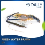 Fresh Water Prawn U3