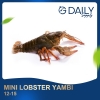 Mini Lobster Yambi 12-15 Crab / Prawn