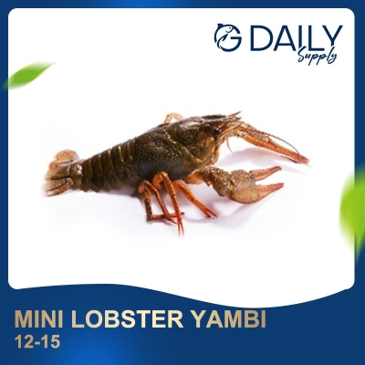 Mini Lobster Yambi 12-15