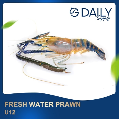 Fresh Water Prawn U12