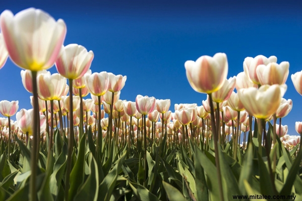 Kertas Dinding Mural Flora - Tulip FL 24 