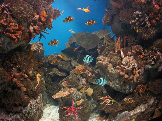 Mural Wallpaper -  Underwater World ART 5