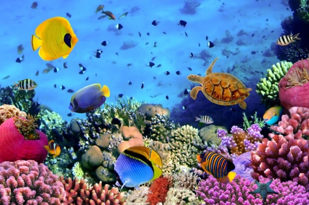 Mural Wallpaper -  Underwater World ART 6