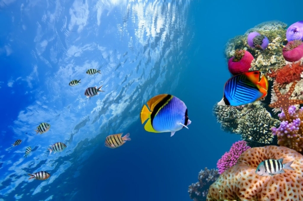 Mural Wallpaper -  Underwater World ART 7